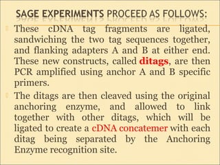  These cDNA tag fragments are ligated,
sandwiching the two tag sequences together,
and flanking adapters A and B at either end.
These new constructs, called ditags, are then
PCR amplified using anchor A and B specific
primers.
 The ditags are then cleaved using the original
anchoring enzyme, and allowed to link
together with other ditags, which will be
ligated to create a cDNA concatemer with each
ditag being separated by the Anchoring
Enzyme recognition site.
 