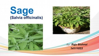 By: Raju Bishnoi
14111033
Sage
(Salvia officinalis)
 