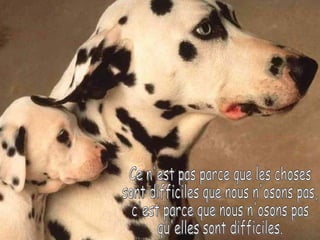 Ce n'est pas parce que les choses  sont difficiles que nous n'osons pas, c'est parce que nous n'osons pas qu'elles sont difficiles.  