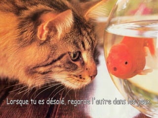 Lorsque tu es désolé, regarde l'autre dans les yeux. 