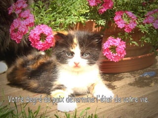 Votre degré de paix détermine l'état de votre vie. 