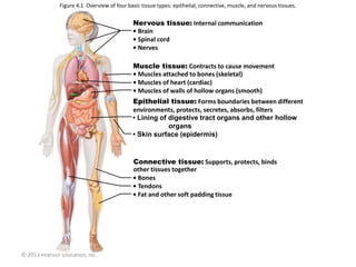 © 2013 Pearson Education, Inc.
• Brain
• Spinal cord
• Nerves
Nervous tissue: Internal communication
• Muscles attached to bones (skeletal)
• Muscles of heart (cardiac)
• Muscles of walls of hollow organs (smooth)
Muscle tissue: Contracts to cause movement
Epithelial tissue: Forms boundaries between different
environments, protects, secretes, absorbs, filters
• Lining of digestive tract organs and other hollow
organs
• Skin surface (epidermis)
• Bones
• Tendons
• Fat and other soft padding tissue
Connective tissue: Supports, protects, binds
other tissues together
Figure 4.1 Overview of four basic tissue types: epithelial, connective, muscle, and nervous tissues.
 