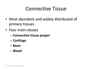 © 2013 Pearson Education, Inc.
Connective Tissue
• Most abundant and widely distributed of
primary tissues
• Four main classes
– Connective tissue proper
– Cartilage
– Bone
– Blood
 