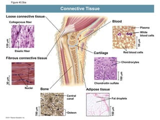 Figure 40.5ba
Blood
Connective Tissue
Plasma
White
blood cells
55
m
Red blood cells
Cartilage
Chondrocytes
Chondroitin sulfate
100
m
Adipose tissue
Fat droplets
150
m
Bone
Central
canal
Osteon
700
m
Nuclei
Fibrous connective tissue
Elastic fiber
30
m
120
m
Collagenous fiber
Loose connective tissue
 