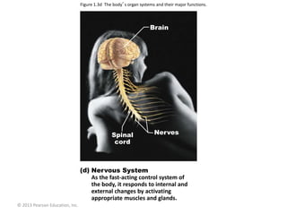 © 2013 Pearson Education, Inc.
Figure 1.3d The body’s organ systems and their major functions.
Brain
Nerves
Spinal
cord
Nervous System
As the fast-acting control system of
the body, it responds to internal and
external changes by activating
appropriate muscles and glands.
 