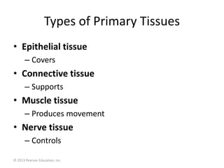 © 2013 Pearson Education, Inc.
Types of Primary Tissues
• Epithelial tissue
– Covers
• Connective tissue
– Supports
• Muscle tissue
– Produces movement
• Nerve tissue
– Controls
 