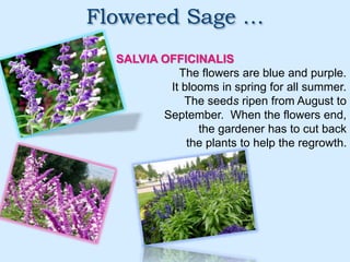 Flowered Sage …
SALVIA OFFICINALIS
The flowers are blue and purple.
It blooms in spring for all summer.
The seeds ripen from August to
September. When the flowers end,
the gardener has to cut back
the plants to help the regrowth.
 