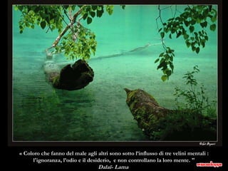 « Coloro che fanno del male agli altri sono sotto l’influsso di tre velini mentali : l'ignoranza, l’odio e il desiderio,  e non controllano la loro mente. "  Dalaï- Lama  