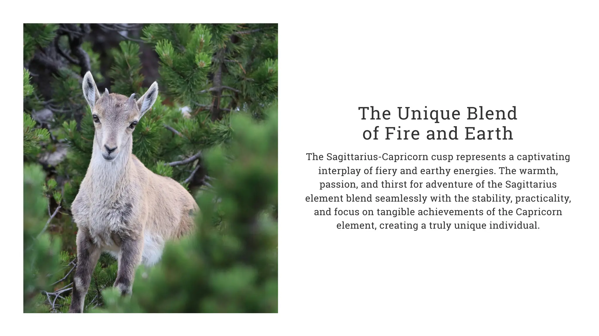 The Unique Blend
of Fire and Earth
The Sagittarius-Capricorn cusp represents a captivating
interplay of fiery and earthy energies. The warmth,
passion, and thirst for adventure of the Sagittarius
element blend seamlessly with the stability, practicality,
and focus on tangible achievements of the Capricorn
element, creating a truly unique individual.
 