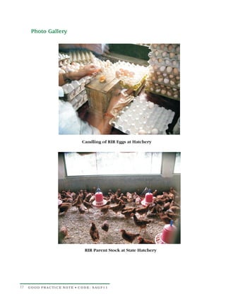 Photo Gallery




                           Candling of RIR Eggs at Hatchery




                            RIR Parent Stock at State Hatchery




17   GOOD PRACTICE NOTE • CODE: SAGP11
 