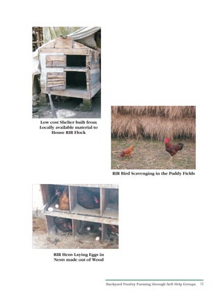 Low cost Shelter built from
Locally available material to
      House RIR Flock




                                    RIR Bird Scavenging in the Paddy Fields




       RIR Hens Laying Eggs in
       Nests made out of Wood




                                 Backyard Poultry Farming through Self-Help Groups   18
 