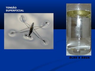 TENSÃO
SUPERFICIAL




              ÓLEO E ÁGUA
 
