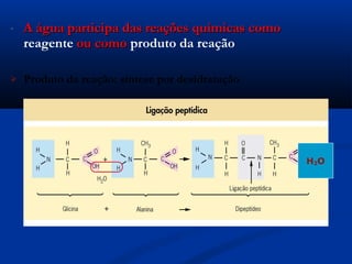 -   A água participa das reações químicas como
    reagente ou como produto da reação

   Produto da reação: síntese por desidratação




                                                  H 2O
 