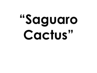 “Saguaro Cactus” 
