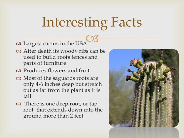 Parts Of A Saguaro Make Its Food Parts Of A Saguaro Make Its Food