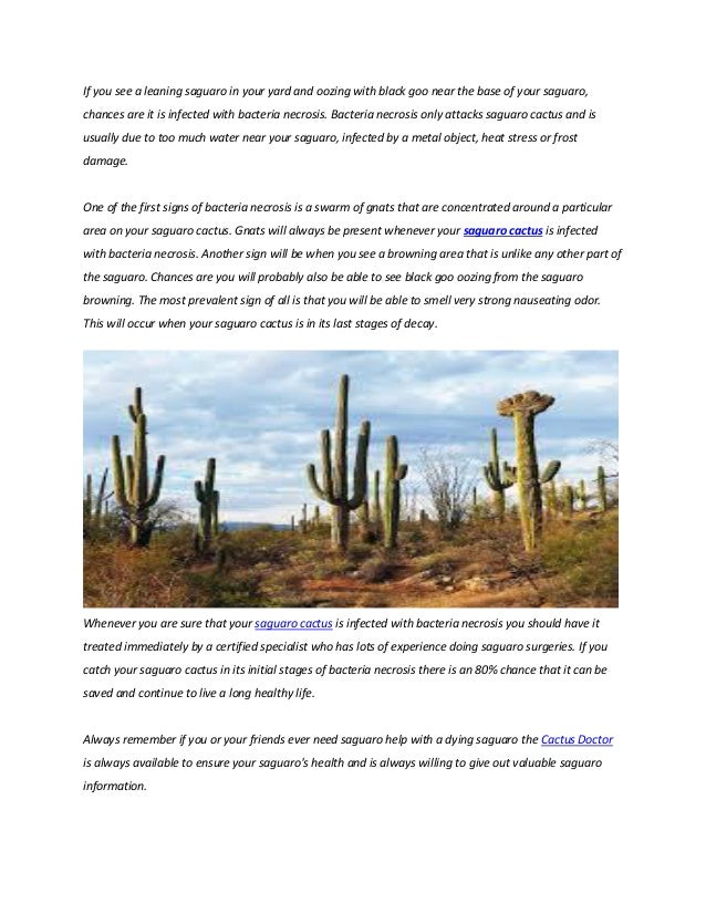 Saguaro Cactus For Sales