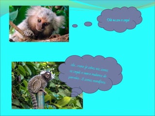 Olá eu sou o sagui
ola , como já sabes nos somosos saguis e nunca mudamos deparceiro . E somos mamíferos
 