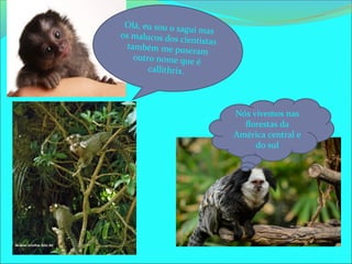 Olá, eu sou o sagui masos malucos dos cientistas
também me puseram
outro nome que é
callithrix.
Nós vivemos nas
florestas da
América central e
do sul
 
