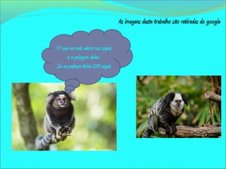 O que eu mais adoro nos saguis
é a pelagem deles .
Se eu pudesse tinha 200 saguis
As imagens deste trabalho são retiradas do google
 