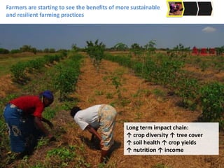 Long term impact chain:
↑ crop diversity ↑ tree cover
↑ soil health ↑ crop yields
↑ nutrition ↑ income
Farmers are starting to see the benefits of more sustainable
and resilient farming practices
13
 