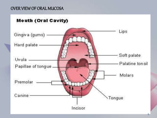OVERVIEWOF ORAL MUCOSA
6
 