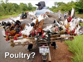 Poultry? 