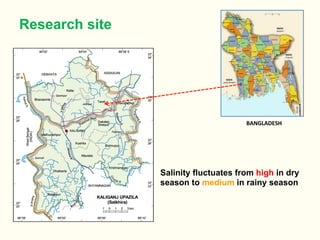 BANGLADESH	
  
Salinity fluctuates from high in dry
season to medium in rainy season
Research site
 