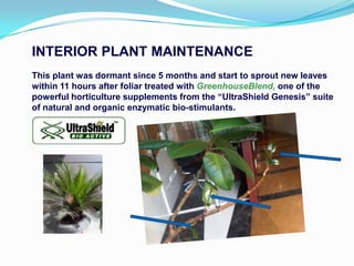 INTERIOR PLANT MAINTENANCE
This plant was dormant since 5 months and start to sprout new leaves
within 11 hours after foliar treated with GreenhouseBlend, one of the
powerful horticulture supplements from the “UltraShield Genesis” suite
of natural and organic enzymatic bio-stimulants.
 