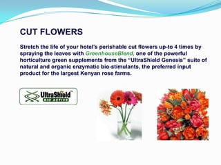 CUT FLOWERS
Stretch the life of your hotel‟s perishable cut flowers up-to 4 times by
spraying the leaves with GreenhouseBlend, one of the powerful
horticulture green supplements from the “UltraShield Genesis” suite of
natural and organic enzymatic bio-stimulants, the preferred input
product for the largest Kenyan rose farms.
 
