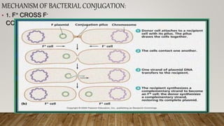 Recombination in prokaryotes, introduction, types | PPTX