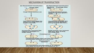 Recombination in prokaryotes, introduction, types | PPTX