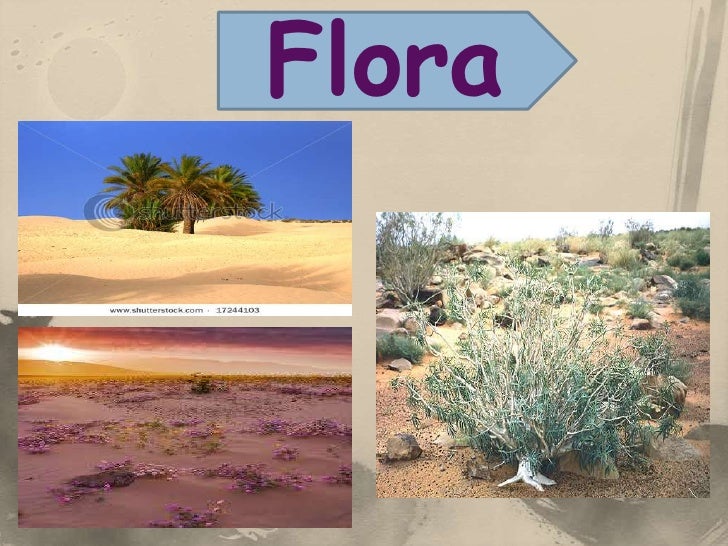 What plants grow in the Sahara Desert?