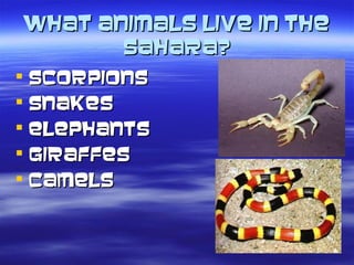 What animals live in theWhat animals live in the
Sahara?Sahara?
 ScorpionsScorpions
 SnakesSnakes
 ElephantsElephants
 GiraffesGiraffes
 CamelsCamels
 