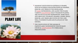 PLANT LIFE
• SAHARAN VEGETATION IS GENERALLY SPARSE,
WITH SCATTERED CONCENTRATIONS OF GRASSES,
SHRUBS, AND TREES IN THE HIGHLANDS,
IN OASIS DEPRESSIONS, AND ALONG THE WADIS.
VARIOUS HALOPHYTES (SALT-TOLERANT PLANTS)
ARE FOUND IN SALINE DEPRESSIONS. SOME HEAT-
AND DROUGHT-TOLERANT GRASSES, HERBS, SMALL
SHRUBS, AND TREES ARE FOUND ON THE LESS
WELL-WATERED PLAINS AND PLATEAUS OF THE
SAHARA.
• THE VEGETATION OF THE SAHARA IS
PARTICULARLY NOTEWORTHY FOR ITS MANY
UNUSUAL ADAPTATIONS TO UNRELIABLE
PRECIPITATION.
 