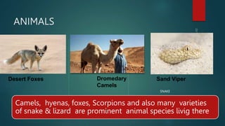 SAHARA DESERT_XIMEN A.pptx