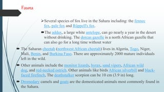 Fauna
Several species of fox live in the Sahara including: the fennec
fox, pale fox and Rüppell's fox.
The addax, a large white antelope, can go nearly a year in the desert
without drinking. The dorcas gazelle is a north African gazelle that
can also go for a long time without water
 The Saharan cheetah (northwest African cheetah) lives in Algeria, Togo, Niger,
Mali, Benin, and Burkina Faso. There are approximately 2000 mature individuals
left in the wild.
 Other animals include the monitor lizards, hyrax, sand vipers, African wild
dog, and red-necked ostrich. Other animals like birds African silverbill and black-
faced firefinch, The deathstalker scorpion can be 10 cm (3.9 in) long.
 Dromedary camels and goats are the domesticated animals most commonly found in
the Sahara.
 