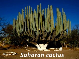 Saharan cactus 