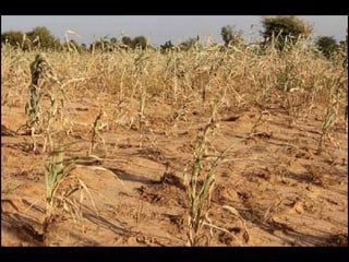 Sahel region food crisis | PPS