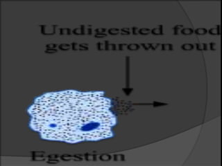 Null Ingested Nutrition in Amoeba and Human Beings | PPTX