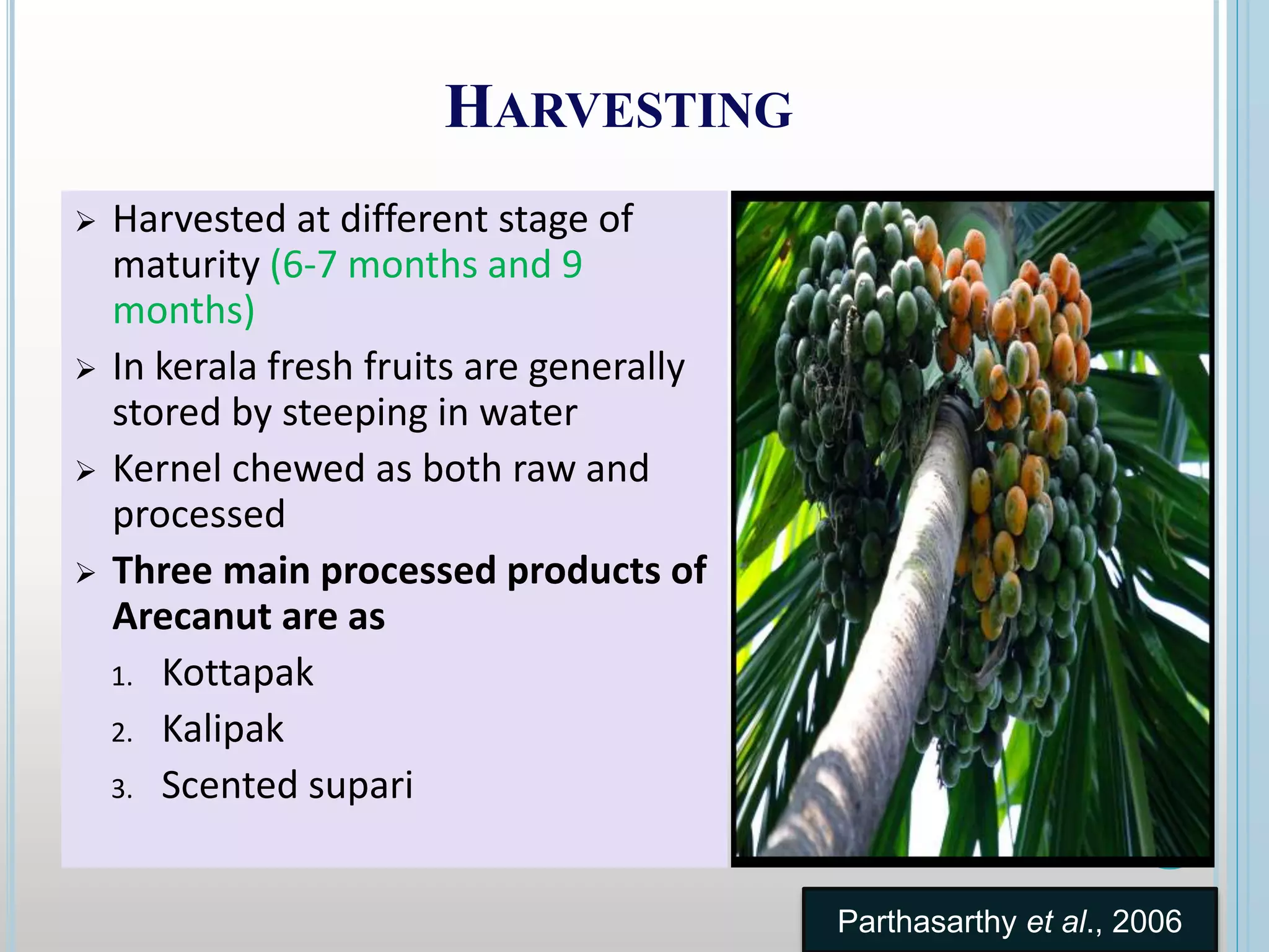 HARVESTING
 Harvested at different stage of
maturity (6-7 months and 9
months)
 In kerala fresh fruits are generally
stored by steeping in water
 Kernel chewed as both raw and
processed
 Three main processed products of
Arecanut are as
1. Kottapak
2. Kalipak
3. Scented supari
Parthasarthy et al., 2006
 