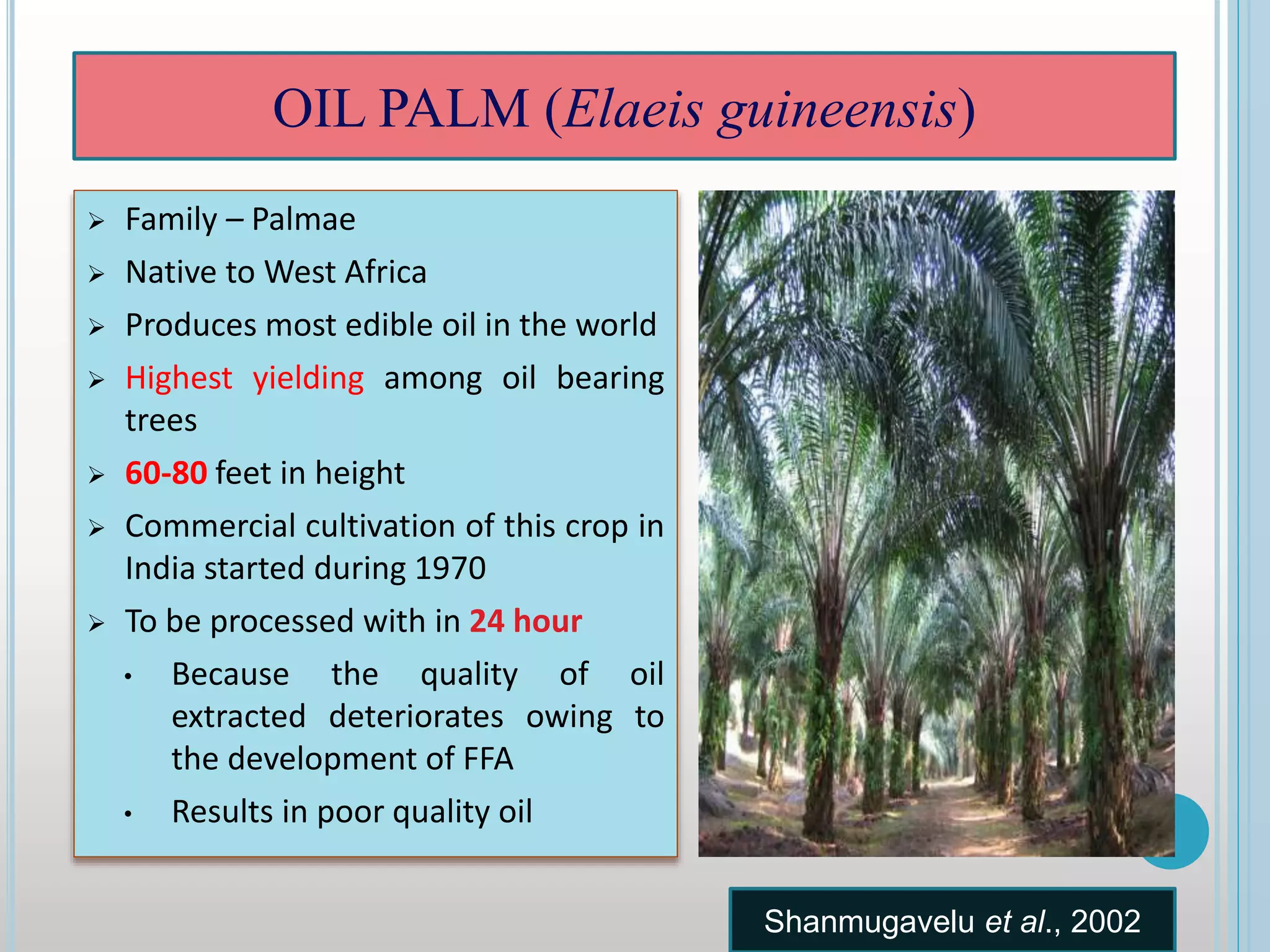  Family – Palmae
 Native to West Africa
 Produces most edible oil in the world
 Highest yielding among oil bearing
trees
 60-80 feet in height
 Commercial cultivation of this crop in
India started during 1970
 To be processed with in 24 hour
• Because the quality of oil
extracted deteriorates owing to
the development of FFA
• Results in poor quality oil
OIL PALM (Elaeis guineensis)
Shanmugavelu et al., 2002
 