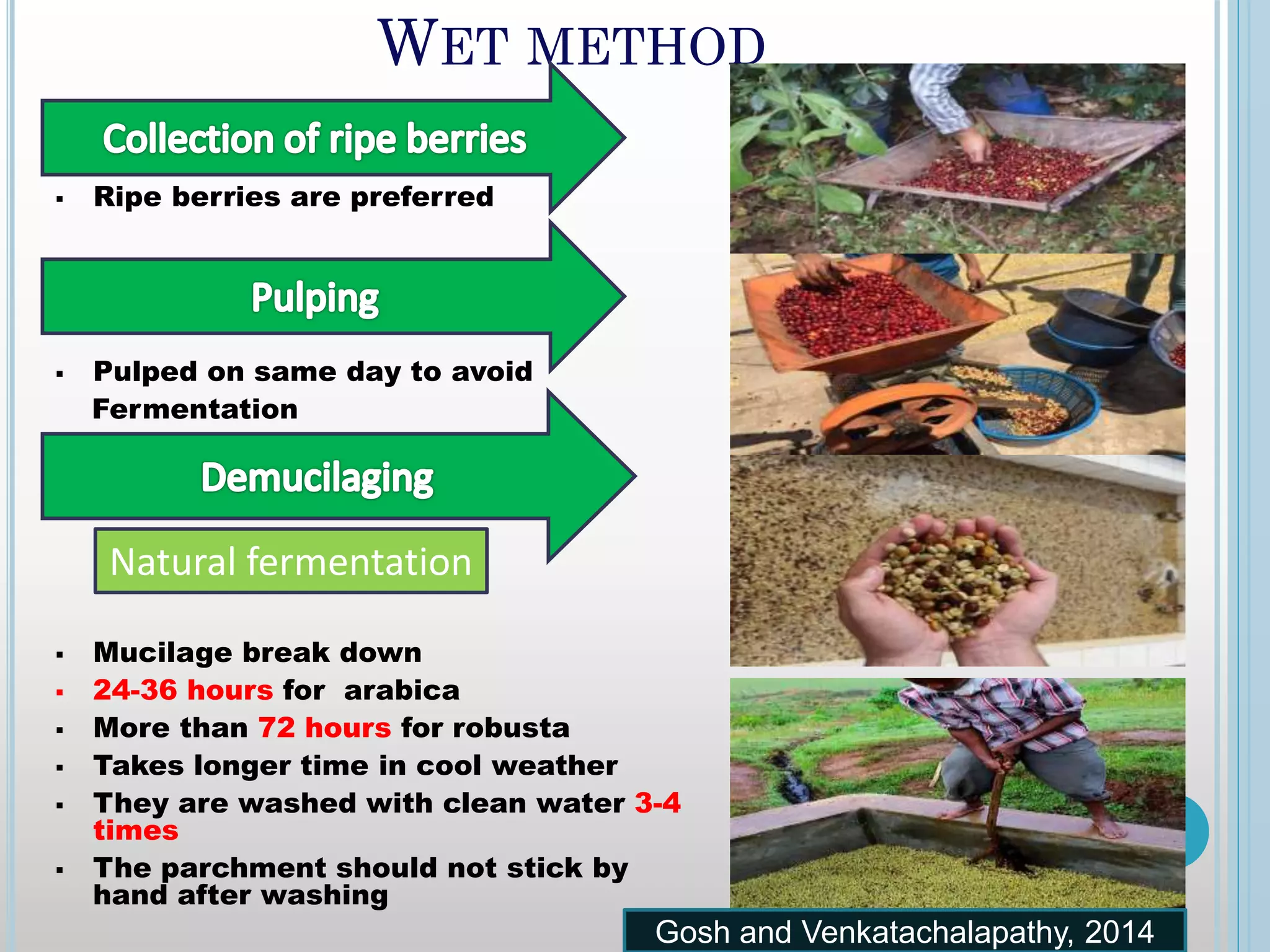 WET METHOD
 Ripe berries are preferred
 Pulped on same day to avoid
Fermentation
 Mucilage break down
 24-36 hours for arabica
 More than 72 hours for robusta
 Takes longer time in cool weather
 They are washed with clean water 3-4
times
 The parchment should not stick by
hand after washing
Natural fermentation
Gosh and Venkatachalapathy, 2014
 