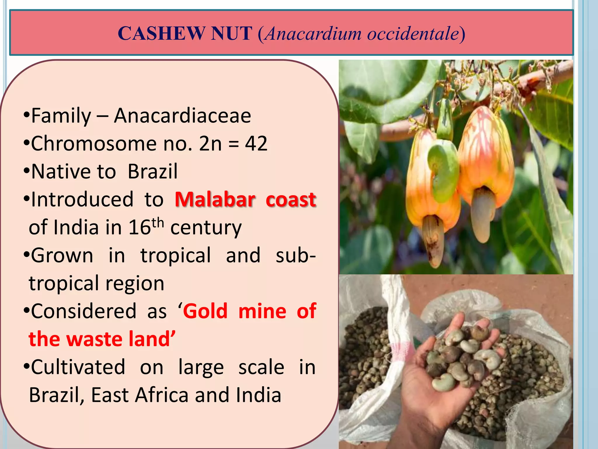 •Family – Anacardiaceae
•Chromosome no. 2n = 42
•Native to Brazil
•Introduced to Malabar coast
of India in 16th century
•Grown in tropical and sub-
tropical region
•Considered as ‘Gold mine of
the waste land’
•Cultivated on large scale in
Brazil, East Africa and India
CASHEW NUT (Anacardium occidentale)
 