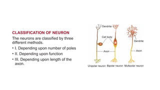 Axon Classifications PRESENTATION ON PHYSIOLOGY NERVE AND MUSCLE | PPTX