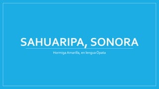 SAHUARIPA, SONORA
Hormiga Amarilla, en lengua Ópata
 