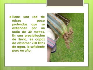  Tiene   una red de
 raíces           poco
 profundas que se
 extienden por un
 radio de 30 metros.
 En una precipitación
 de lluvia, es capaz
 de absorber 750 litros
 de agua, lo suficiente
 para un año.
 