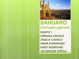 SAHUARO
(Carnegiea gigantea)
EQUIPO 1
ADRIANA ANGULO
JESSICA CASTELO
OMAR DOMINGUEZ
SUKEY RODRIGUEZ
JACQUELINE ZUÑIGA
 