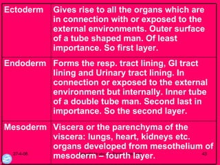 Viscera or the parenchyma of the viscera: lungs, heart, kidneys etc. organs developed from mesothelium of mesoderm – fourth layer.  Mesoderm Forms the resp. tract lining, GI tract lining and Urinary tract lining. In connection or exposed to the external environment but internally. Inner tube of a double tube man. Second last in importance. So the second layer.  Endoderm Gives rise to all the organs which are in connection with or exposed to the external environments. Outer surface of a tube shaped man. Of least importance. So first layer. Ectoderm 