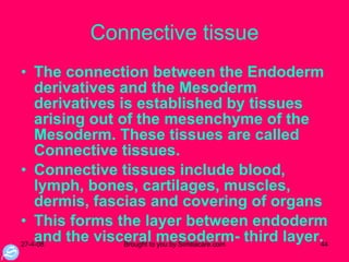 Connective tissue The connection between the Endoderm derivatives and the Mesoderm derivatives is established by tissues arising out of the mesenchyme of the Mesoderm. These tissues are called Connective tissues. Connective tissues include blood, lymph, bones, cartilages, muscles, dermis, fascias and covering of organs This forms the layer between endoderm and the visceral mesoderm- third layer.  