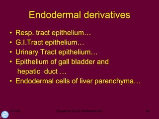 Endodermal derivatives Resp. tract epithelium… G.I.Tract epithelium… Urinary Tract epithelium… Epithelium of gall bladder and hepatic  duct … Endodermal cells of liver parenchyma… 